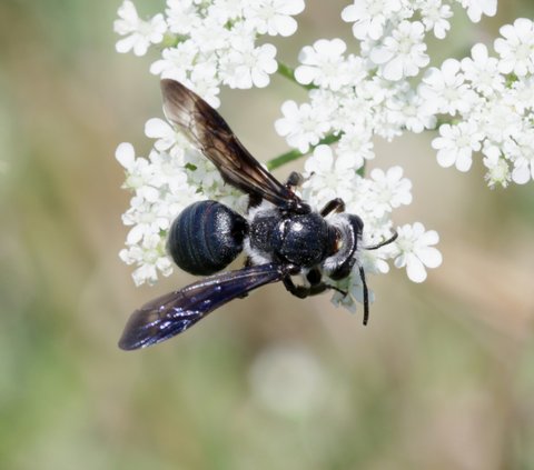 Senf-Blauschillersandbiene