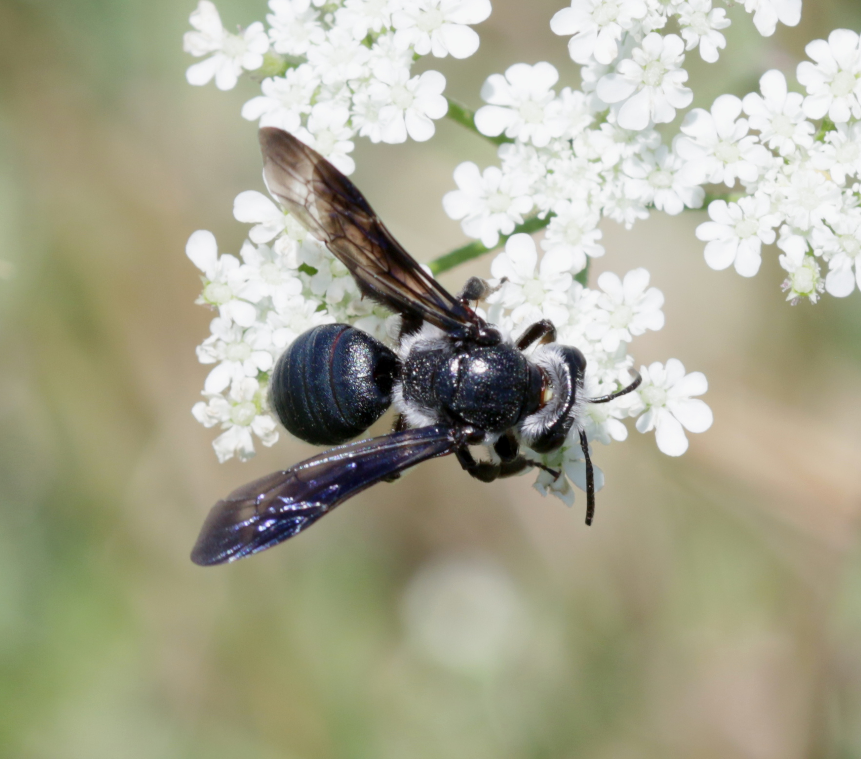 Senf-Blauschillersandbiene