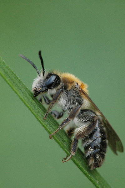 Bärtige Sandbiene