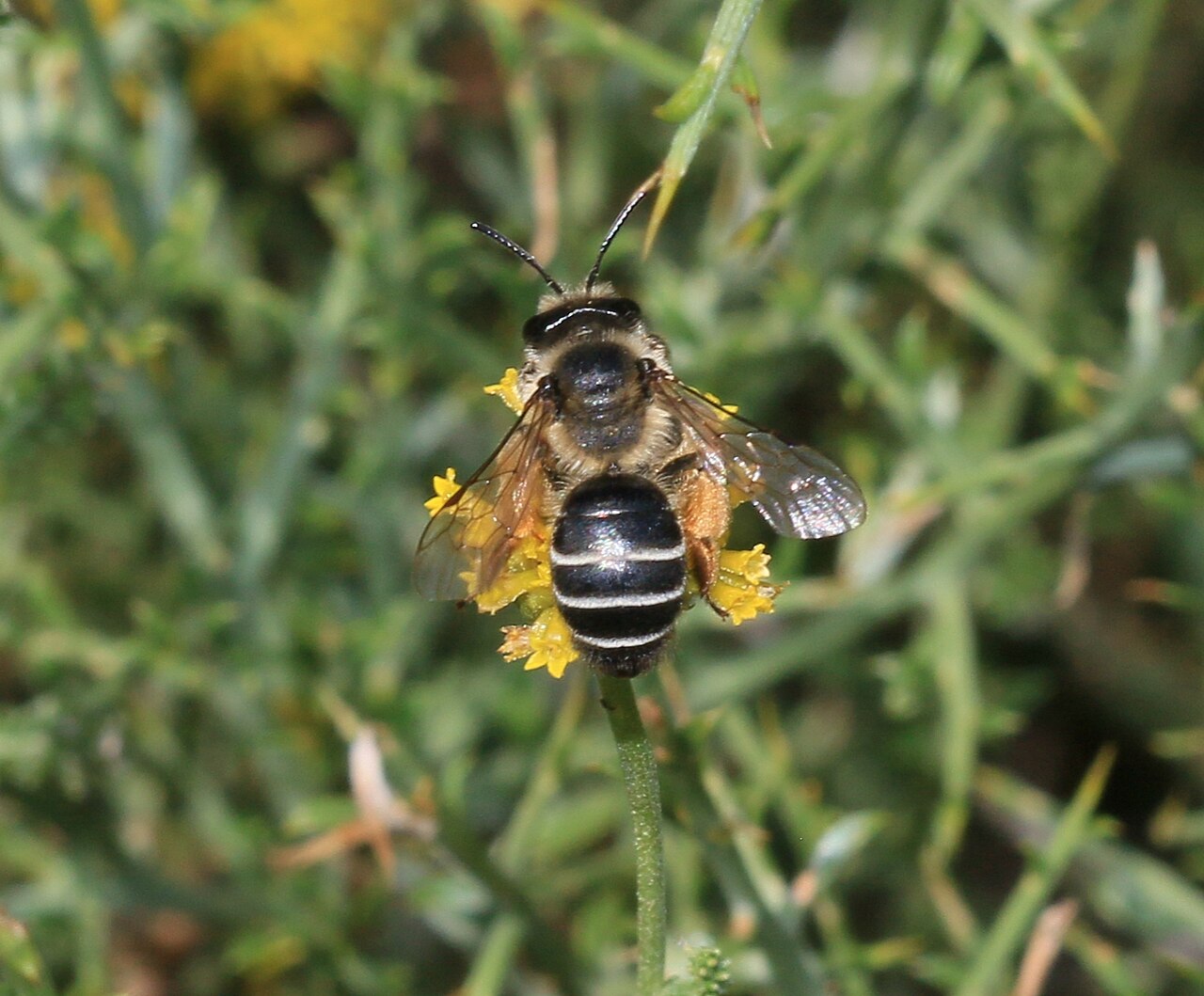 Gemeine Sandbiene