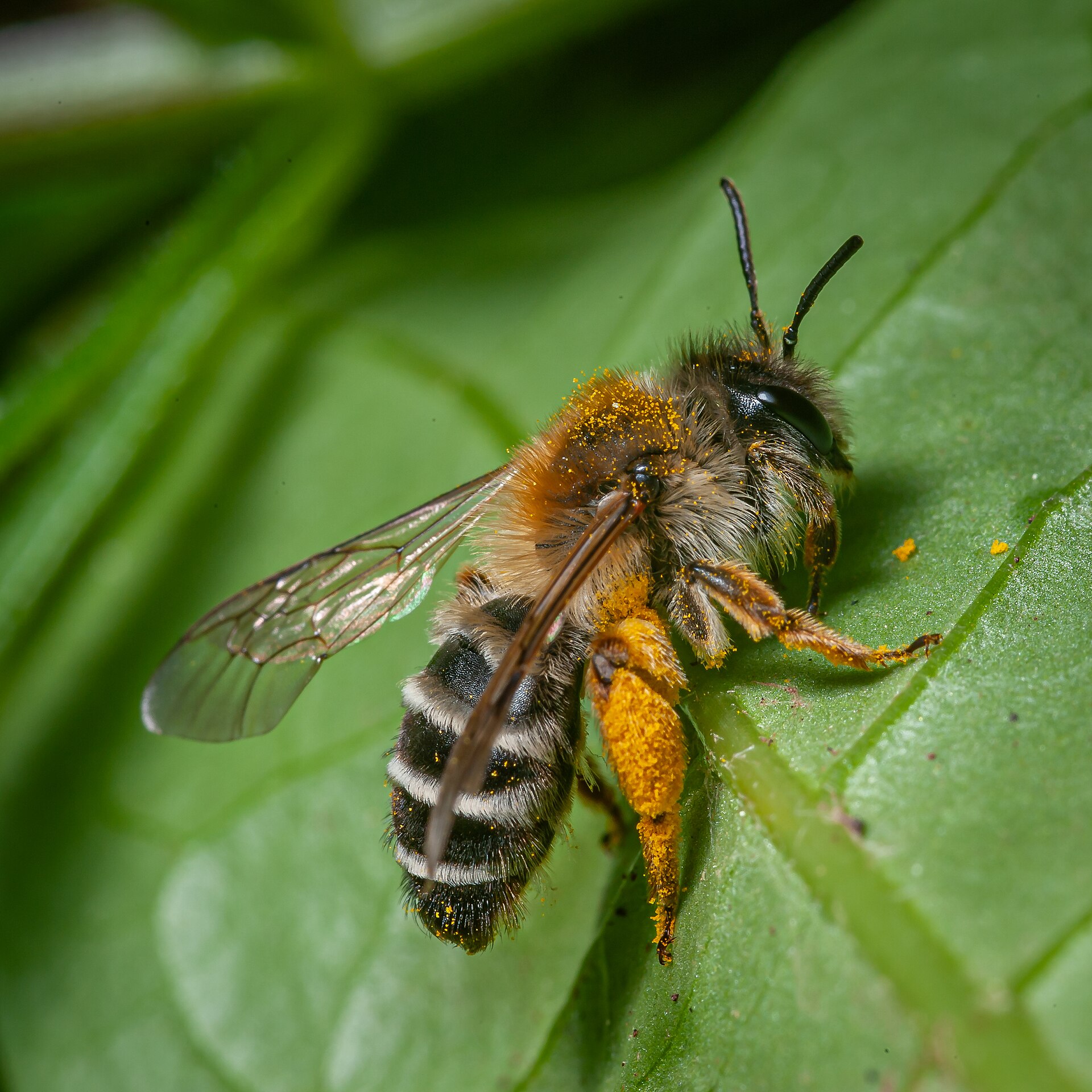 Dicke Sandbiene