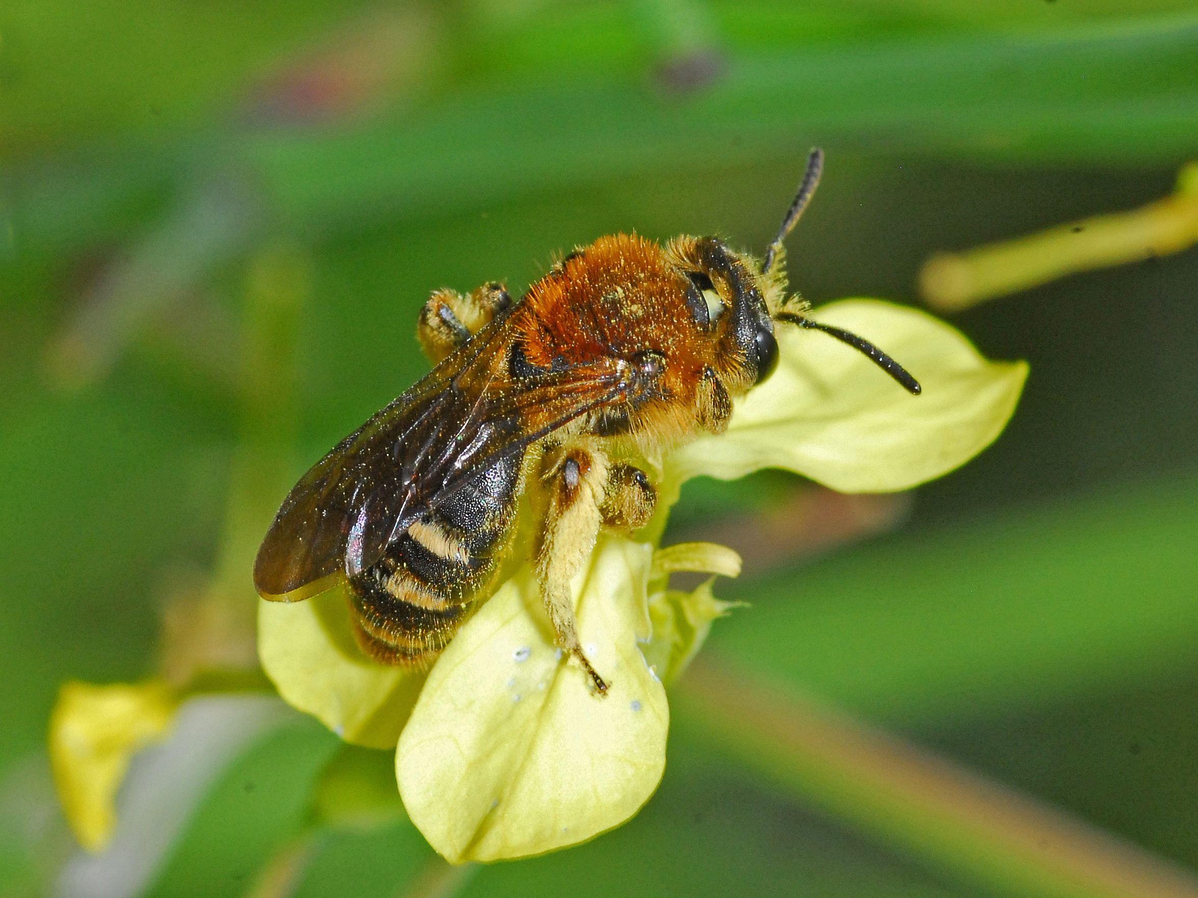 Zweizellige Sandbiene