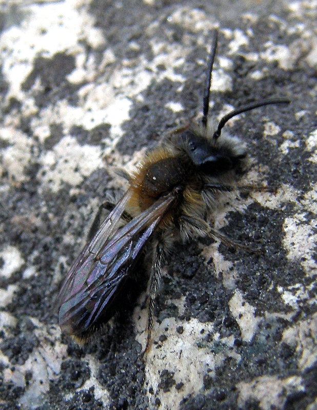 Heidelbeer-Andrena