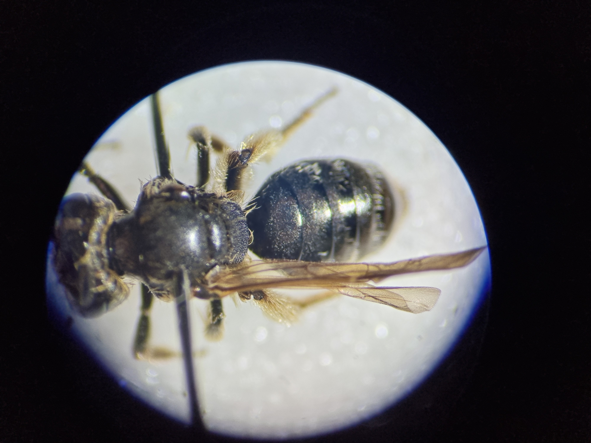 Gewöhnliche Zwergsandbiene