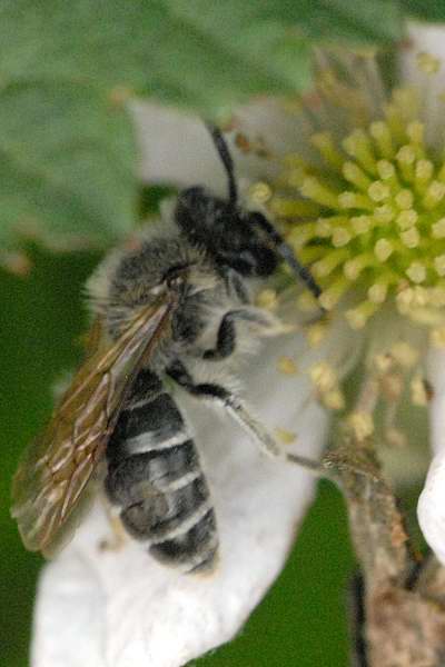 Ovale Kleesandbiene