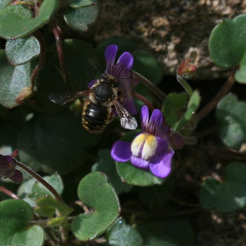 Garten-Wollbiene