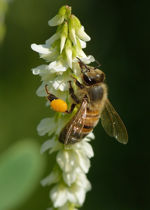 Westliche Honigbiene