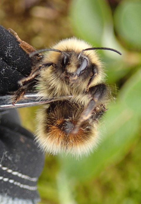 Gürtelhummel