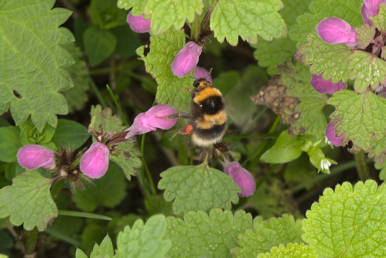 Gartenhummel
