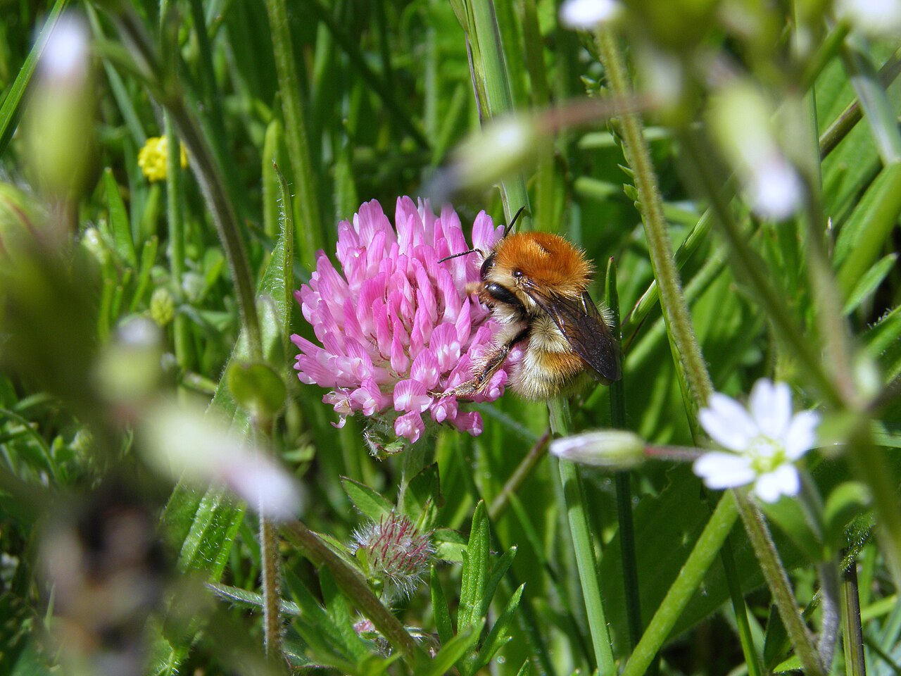Veränderliche Hummel