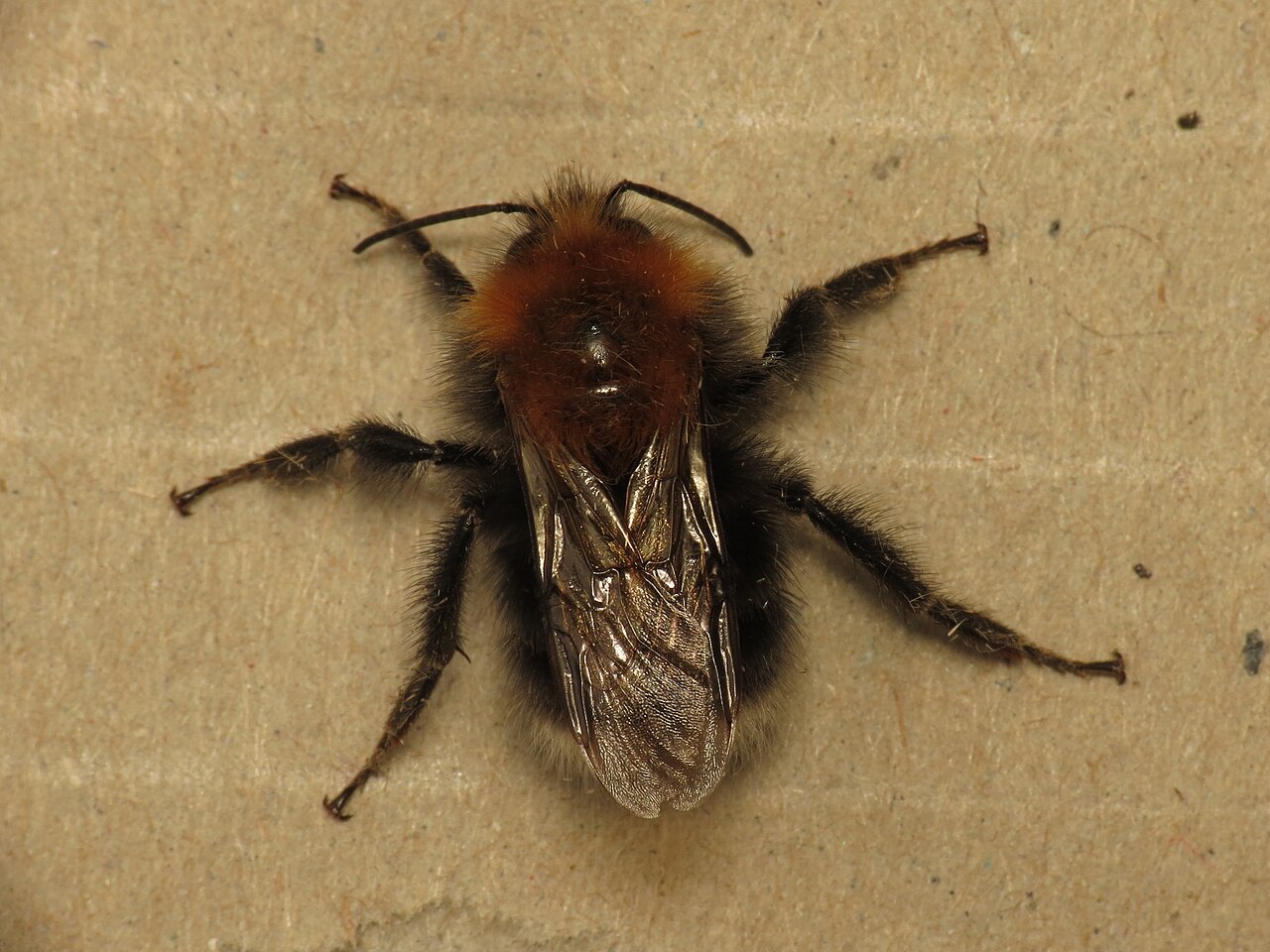 Baumhummel