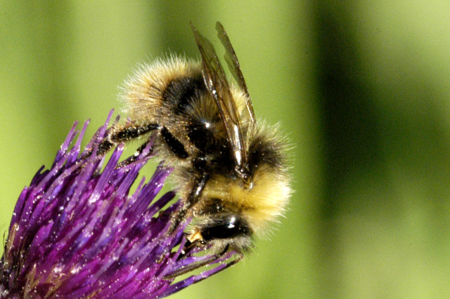 Heidenhummel