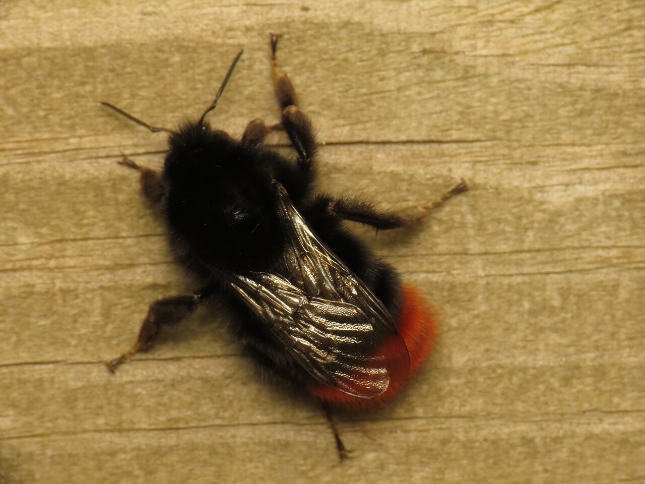 Steinhummel