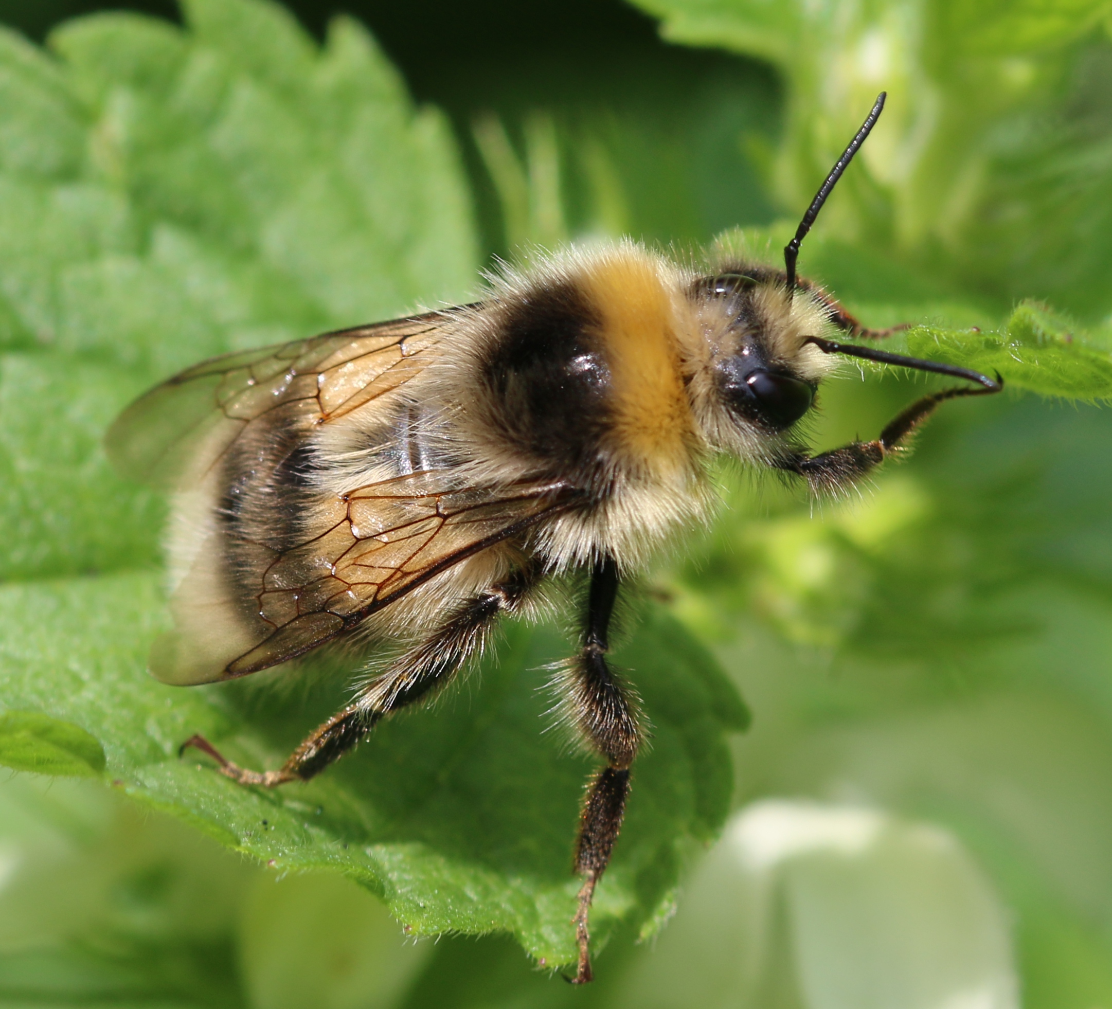 Helle Erdhummel