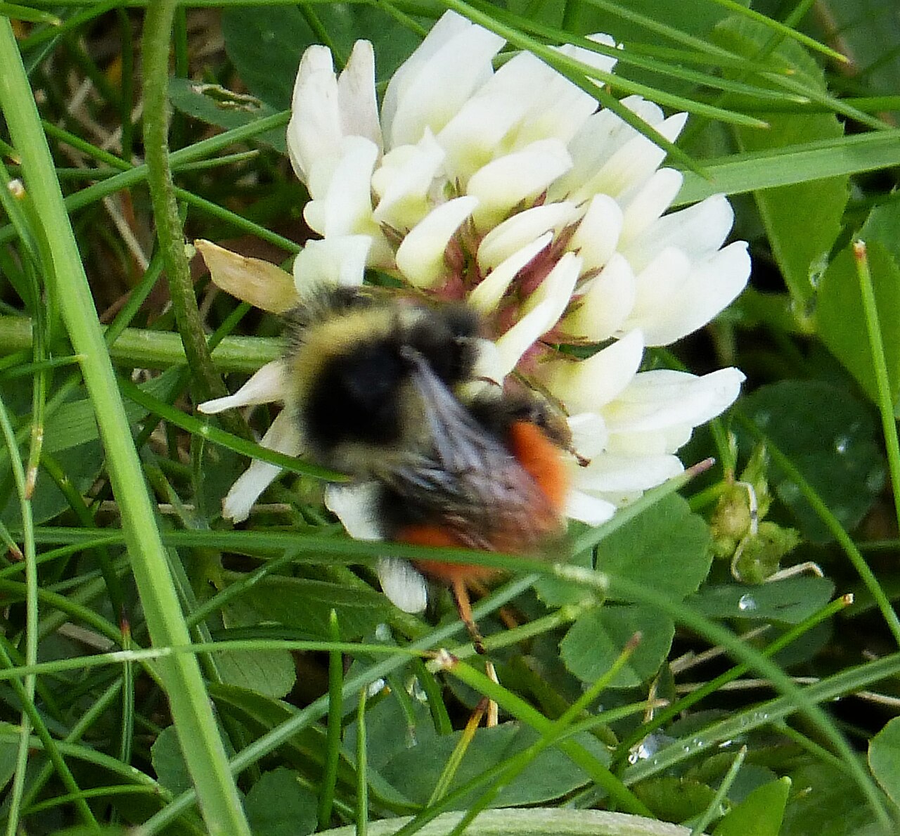 Berglandhummel