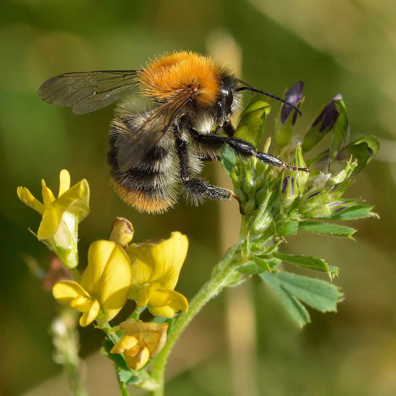 Ackerhummel