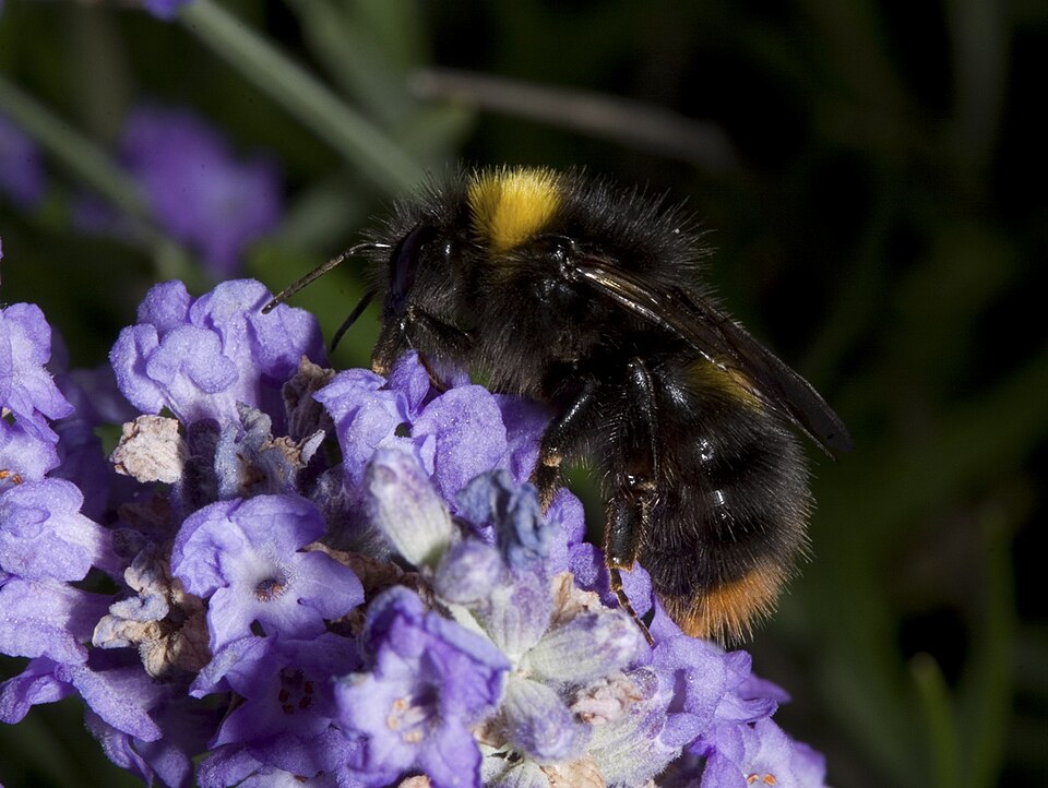 Wiesenhummel