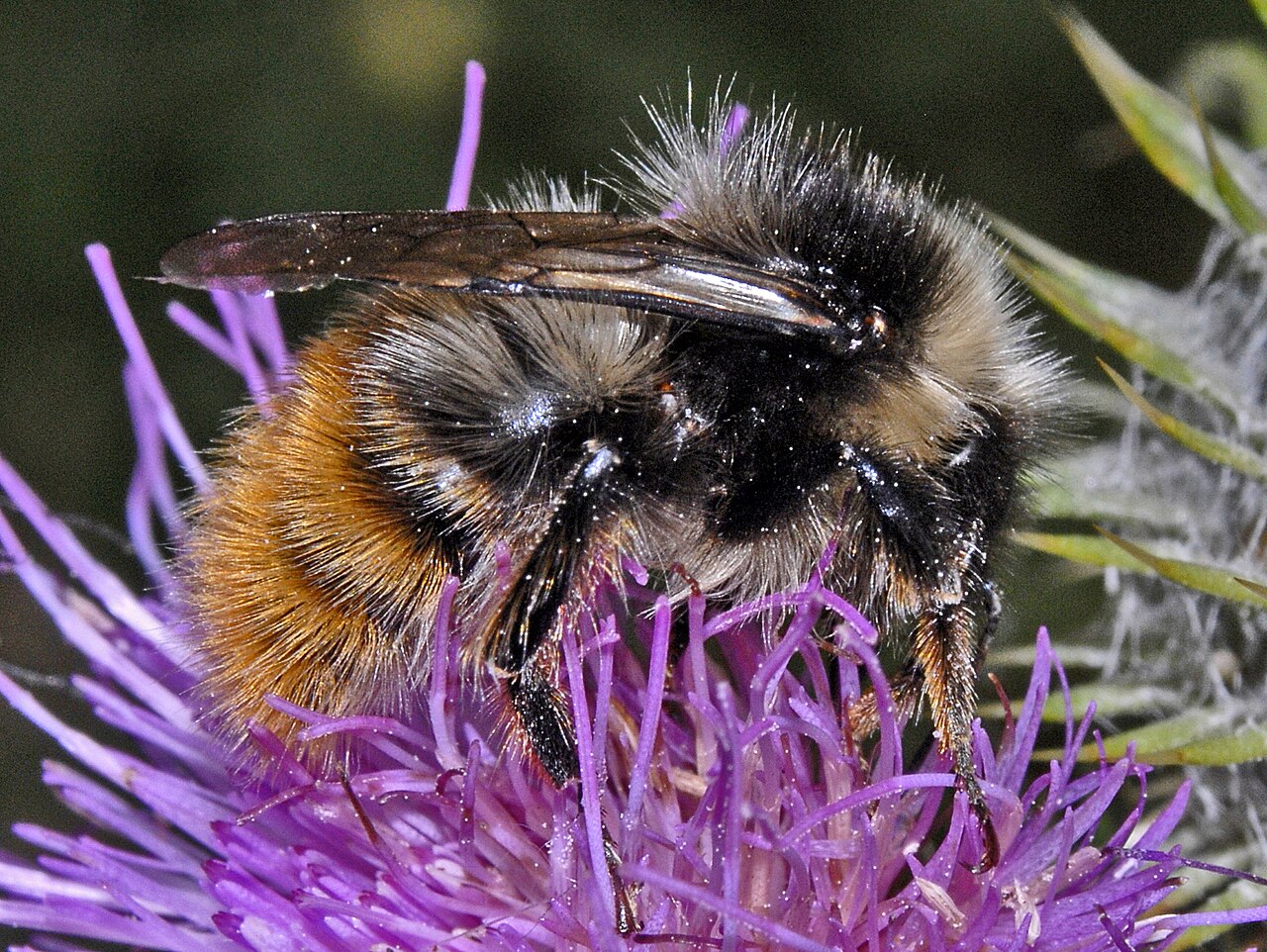 Pyrenäenhummel