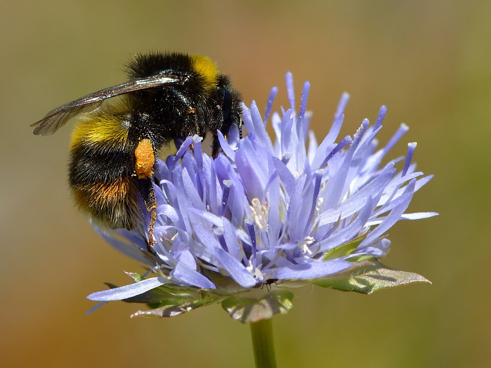 Distelhummel