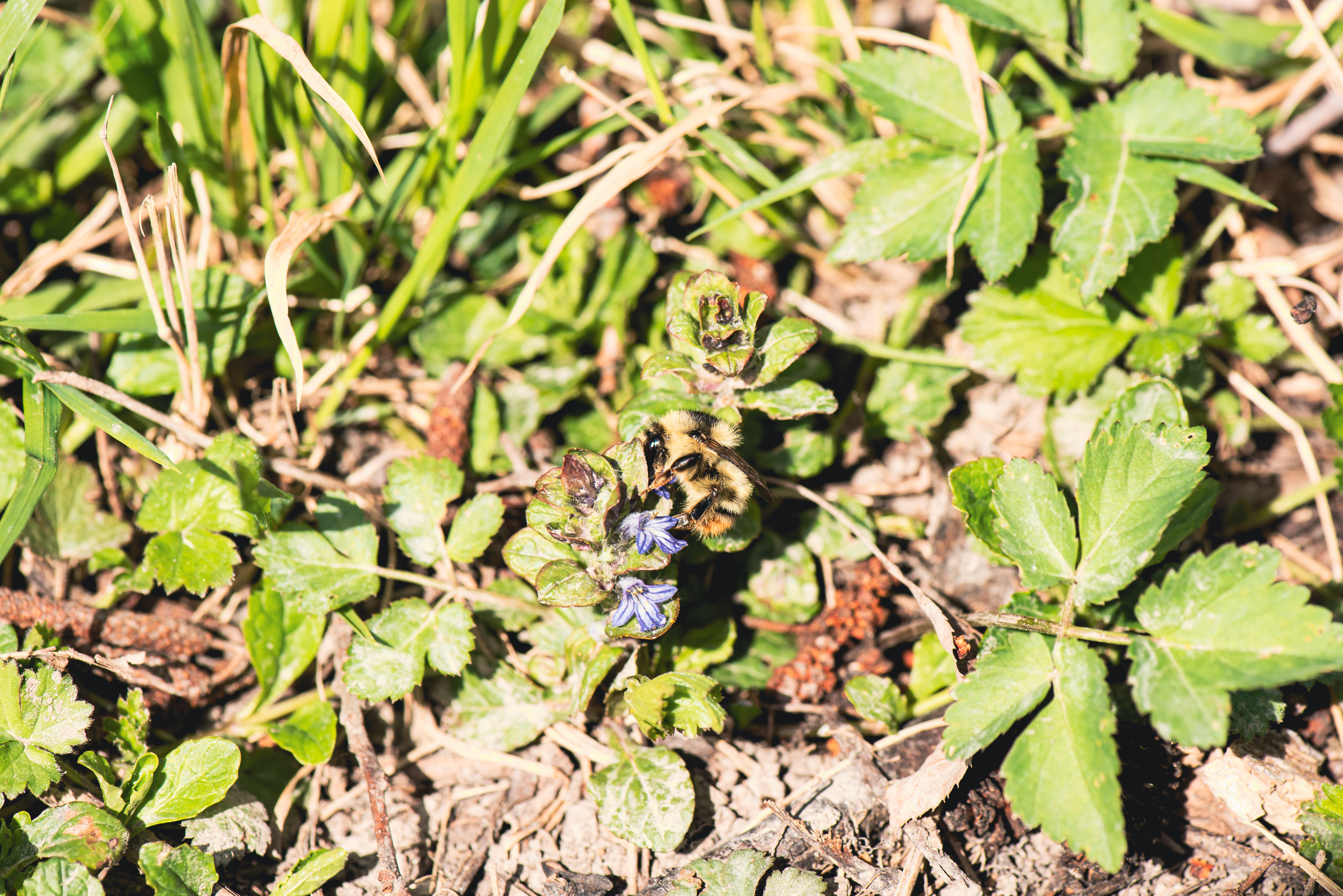 Bunte Hummel