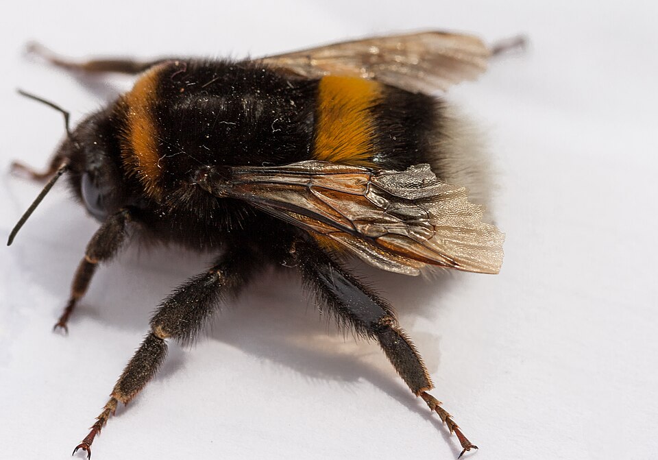 Dunkle Erdhummel