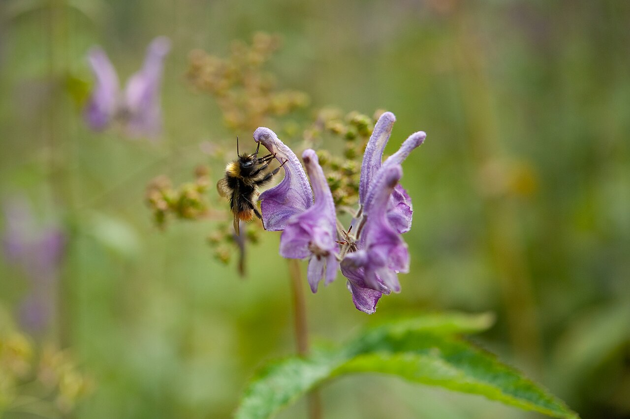 Bergwaldhummel