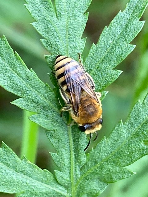 Filzbindige Seidenbiene