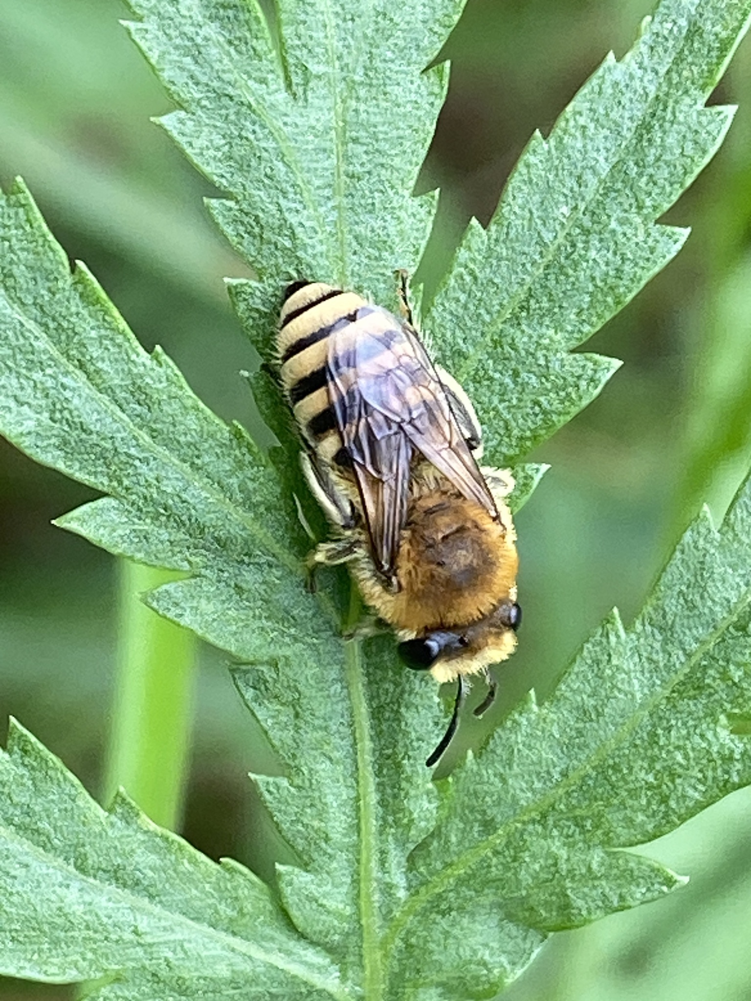 Filzbindige Seidenbiene