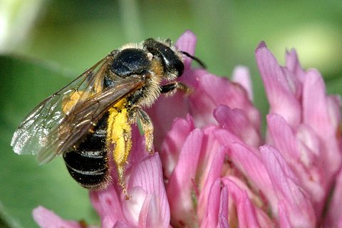 Gefleckte Goldfurchenbiene