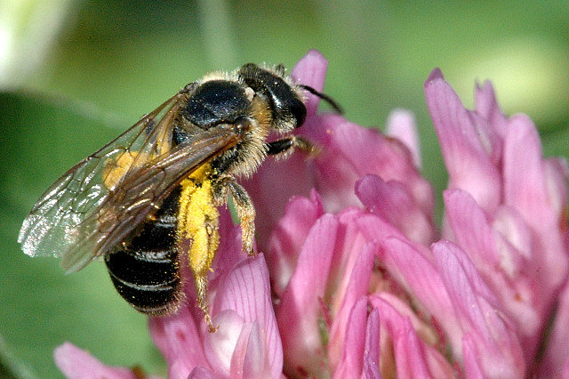 Gefleckte Goldfurchenbiene