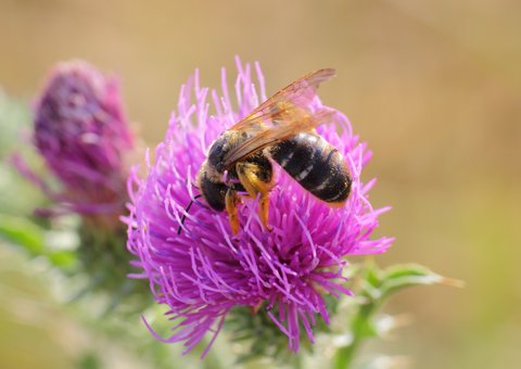 Vierbindige Furchenbiene