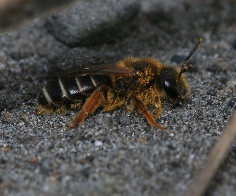 Rötliche Goldfurchenbiene