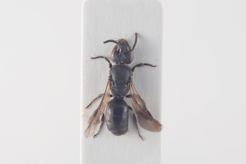 Schmale Maskenbiene