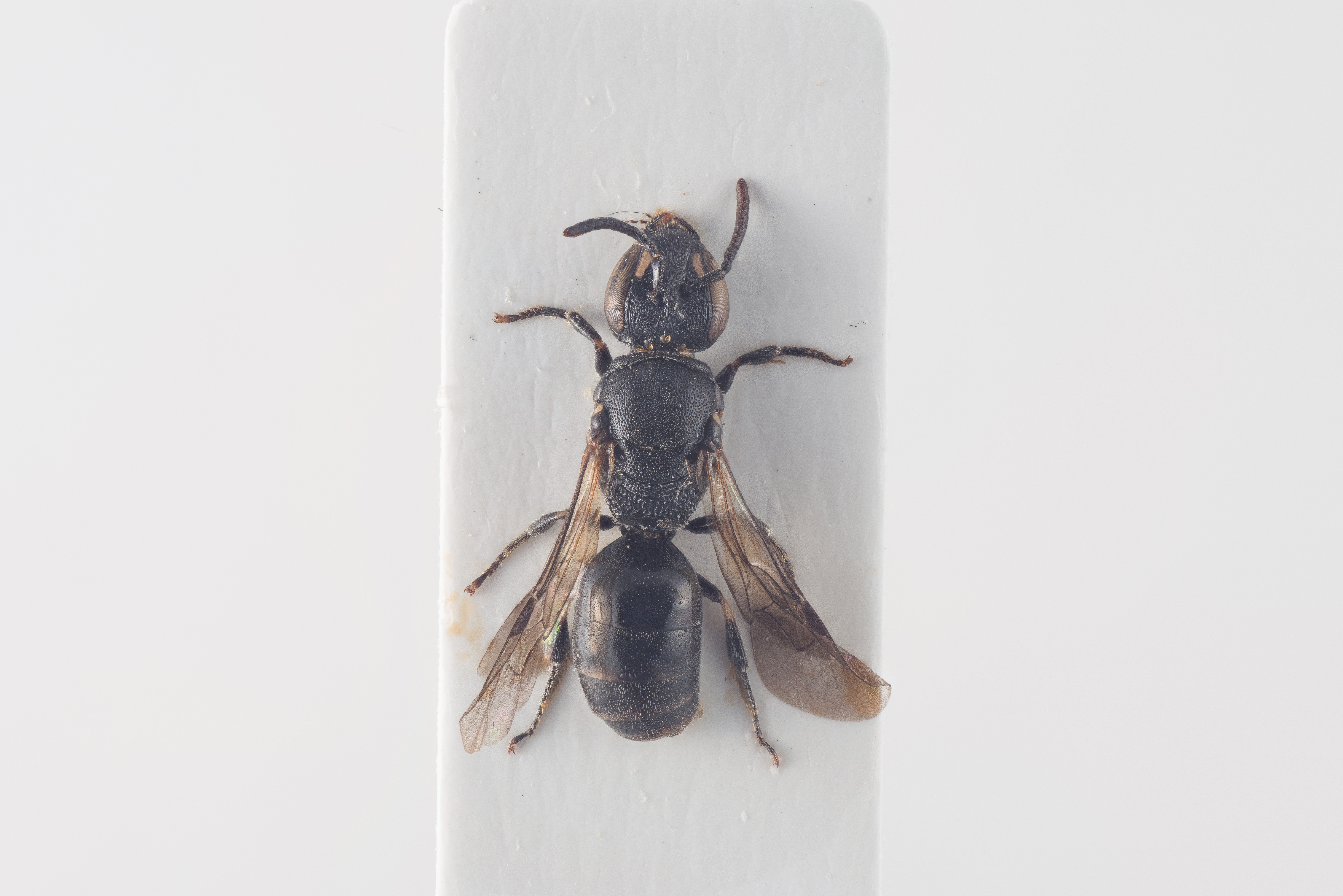 Narrow Yellow-face Bee