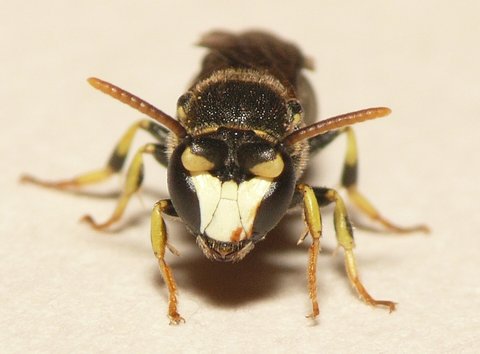 Geringelte Maskenbiene