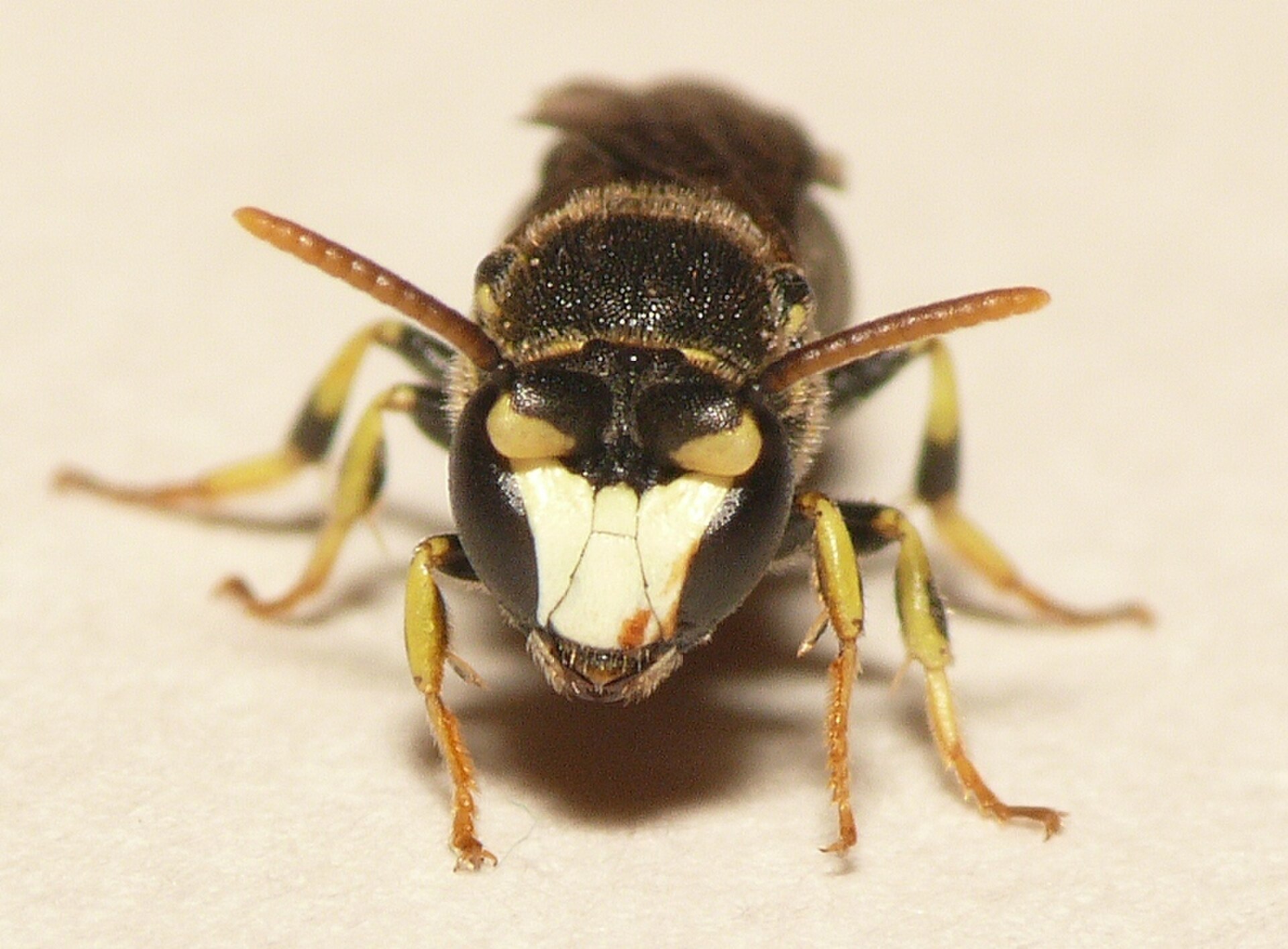 Geringelte Maskenbiene
