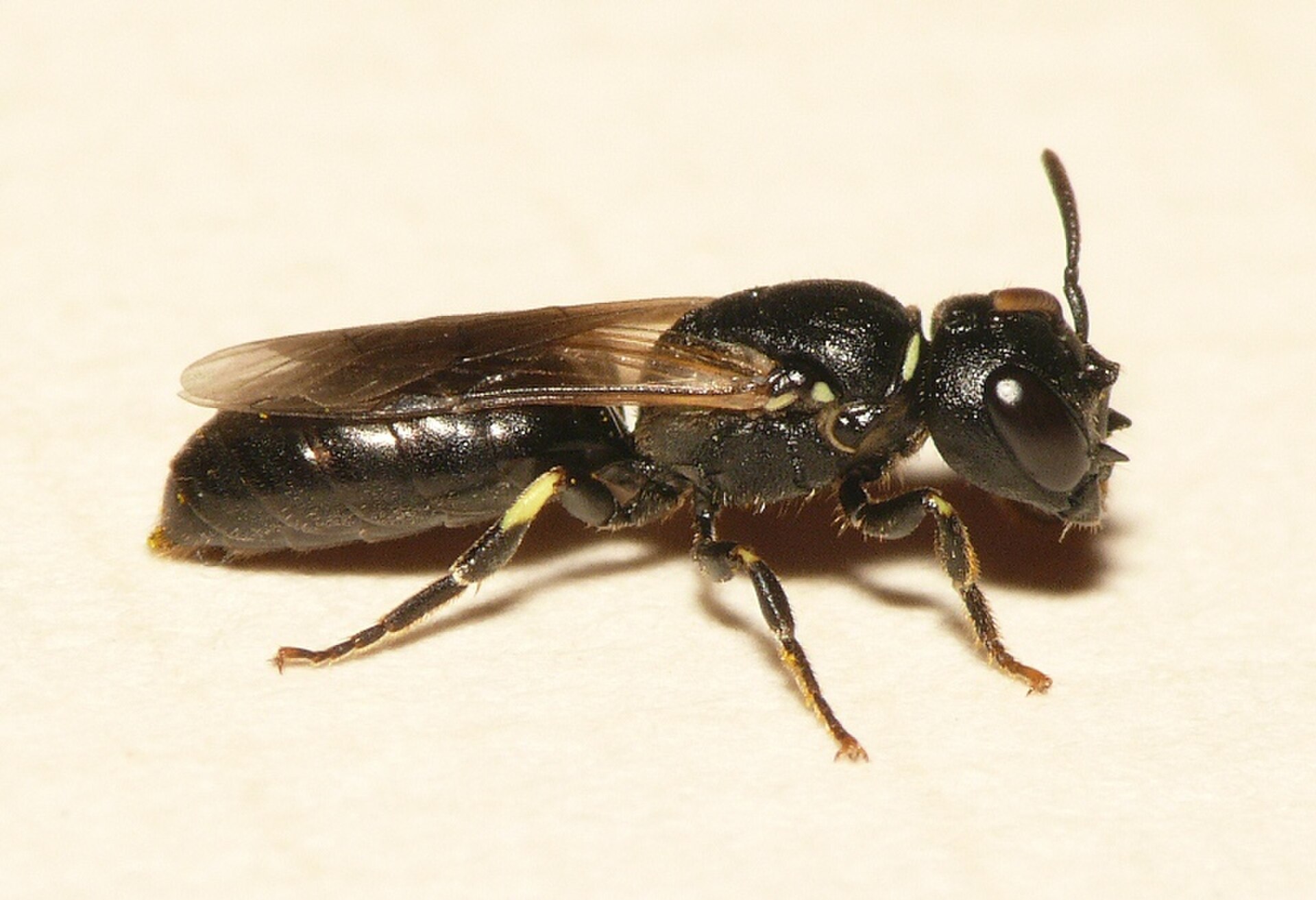 Gehörnte Maskenbiene