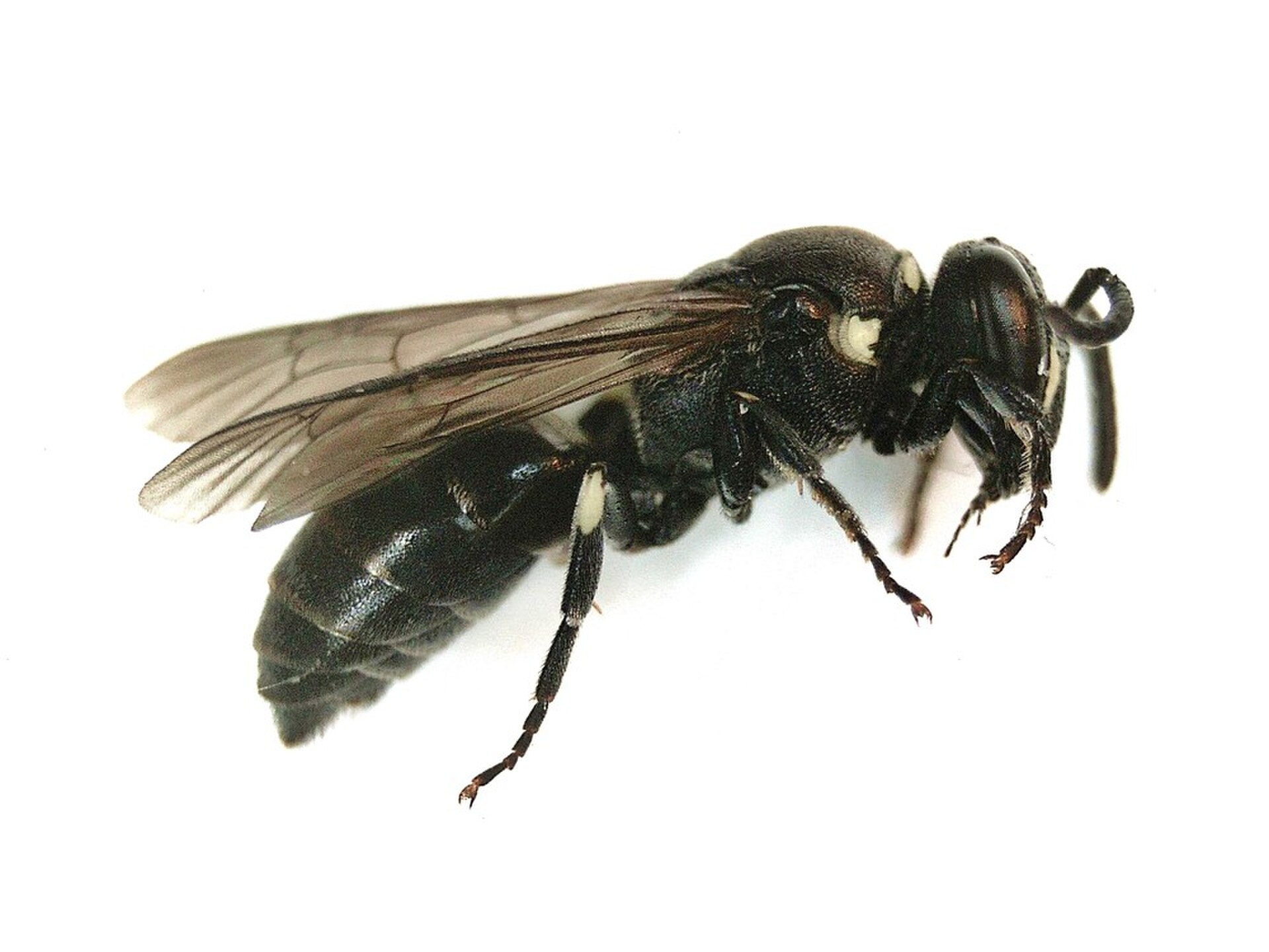 Buckel-Maskenbiene