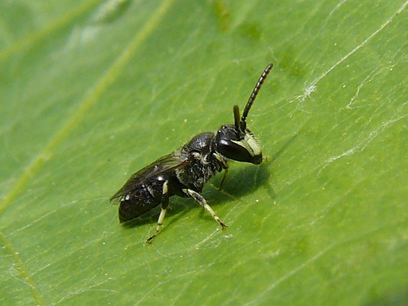 Glasflügelige Maskenbiene