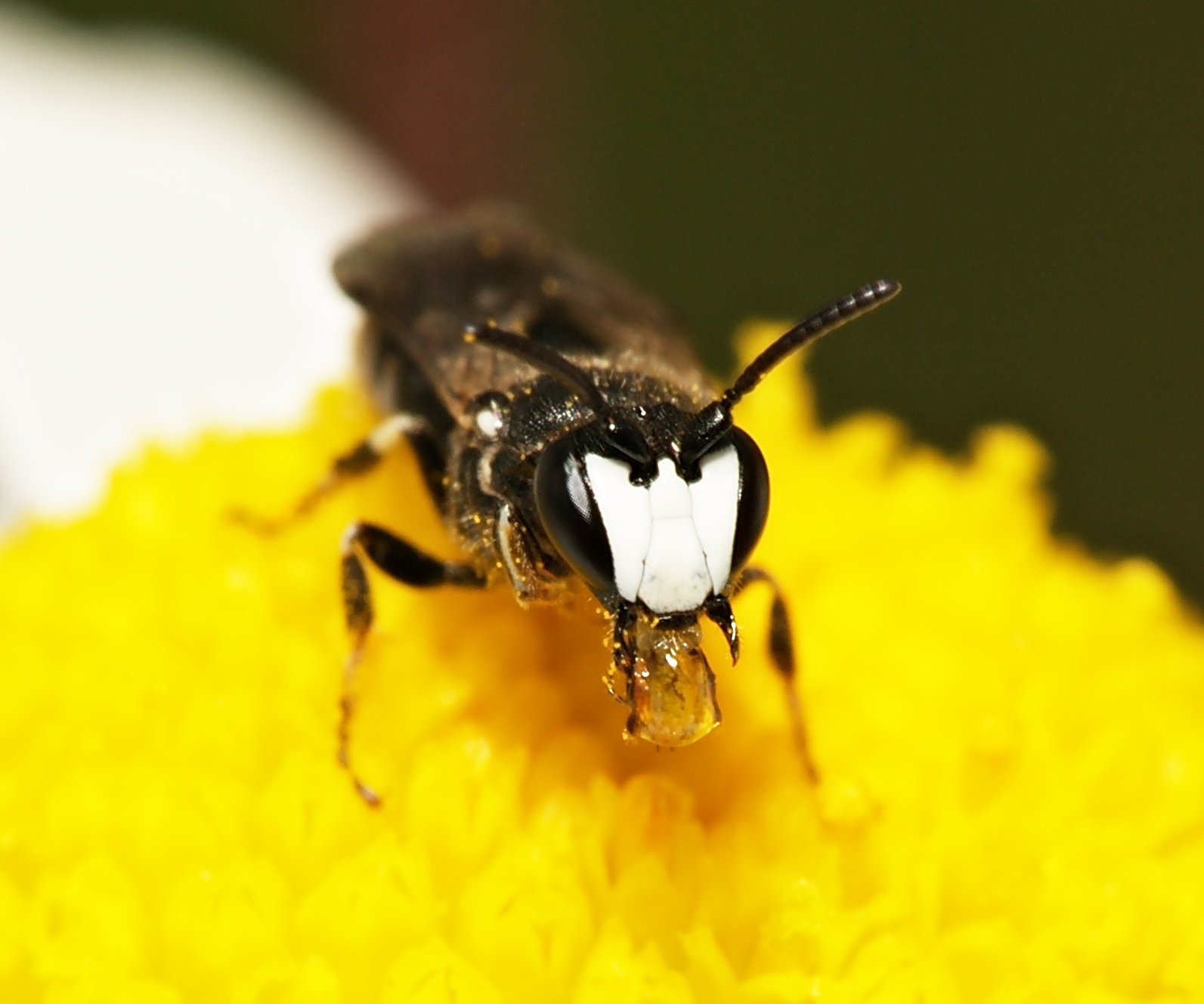 Schwarze Maskenbiene