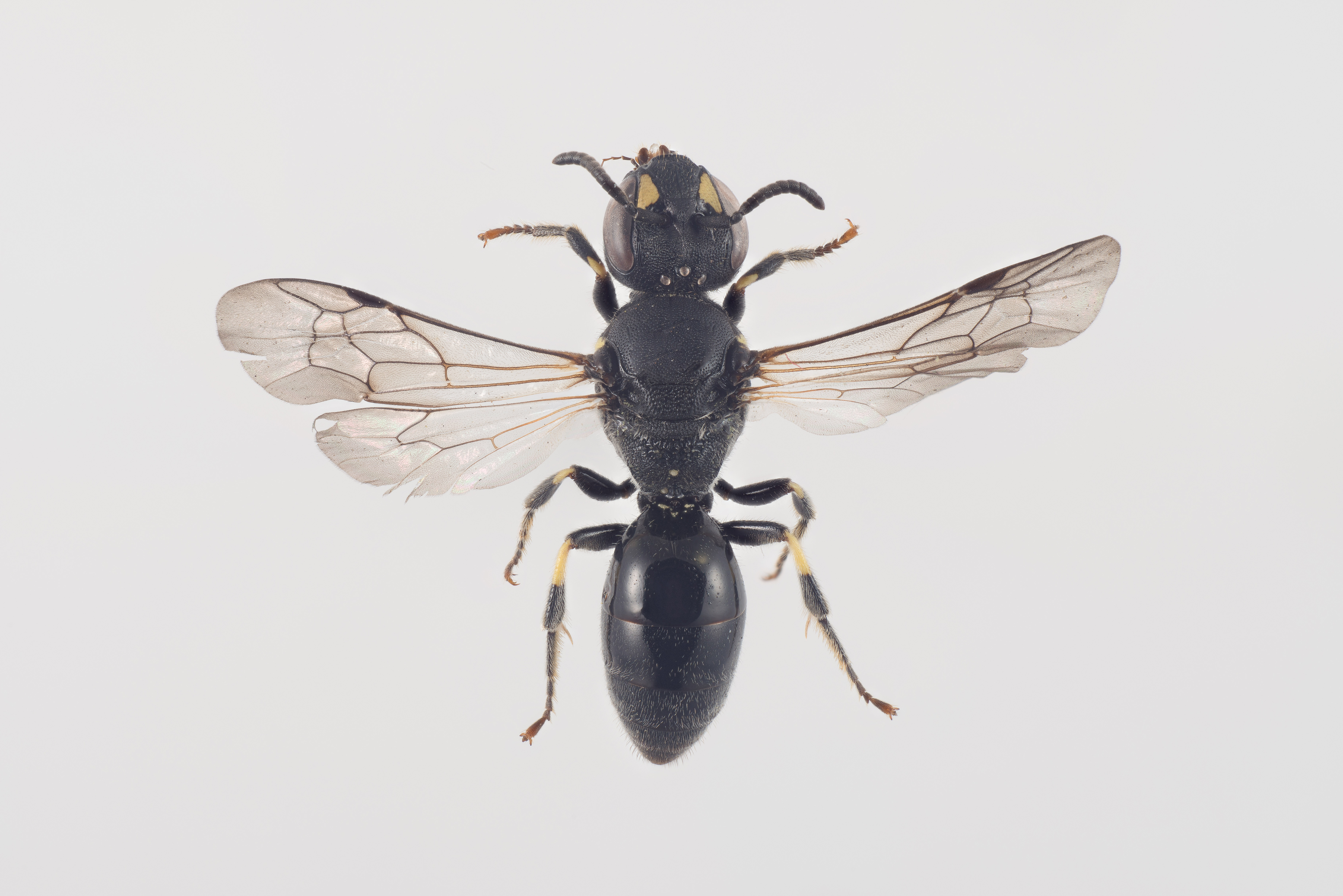 Schilfgallen-Maskenbiene