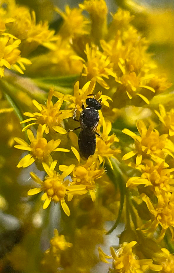 Punktierte Maskenbiene