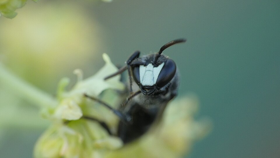 Grosse Maskenbiene