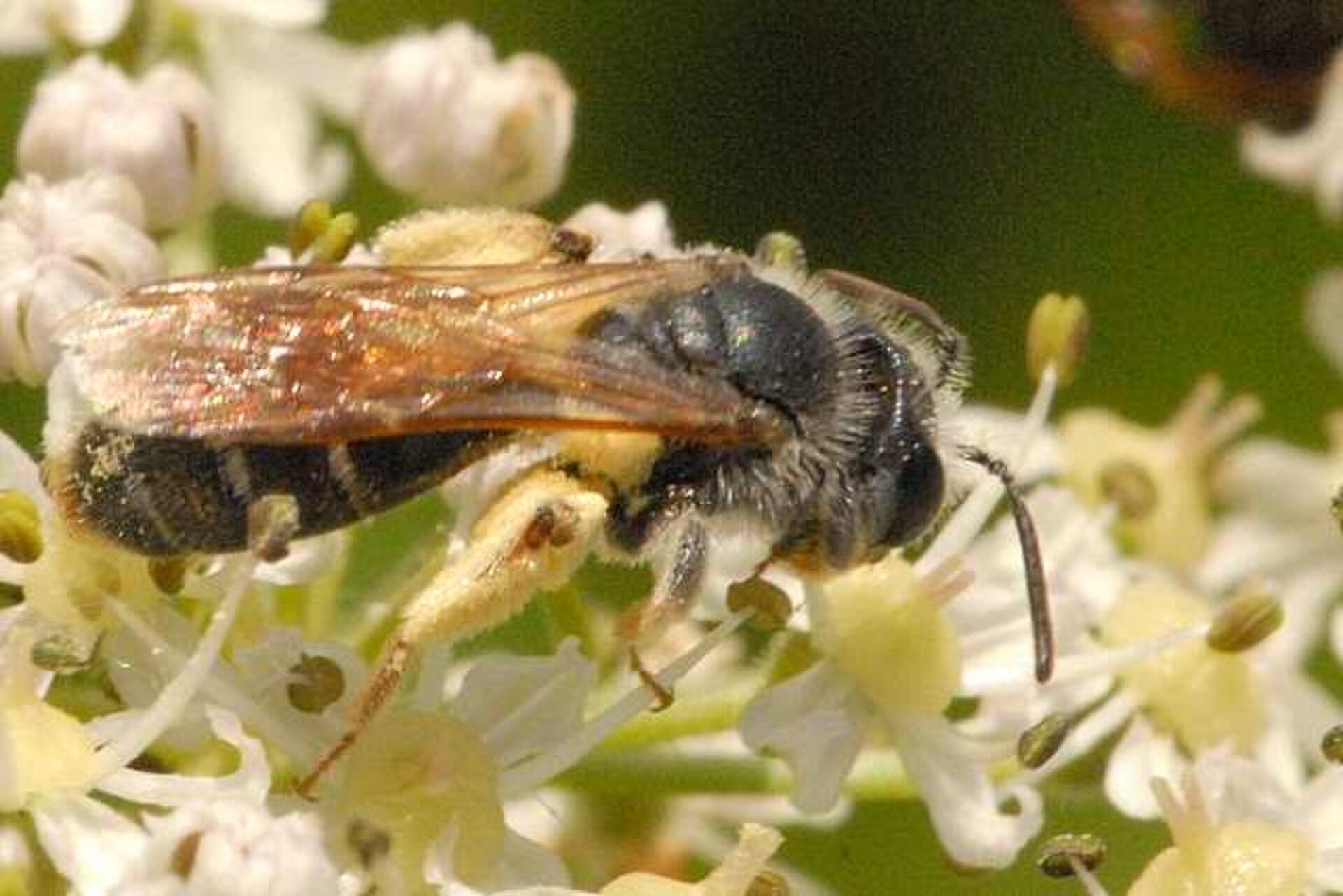 Weißbeinige Schmalbiene