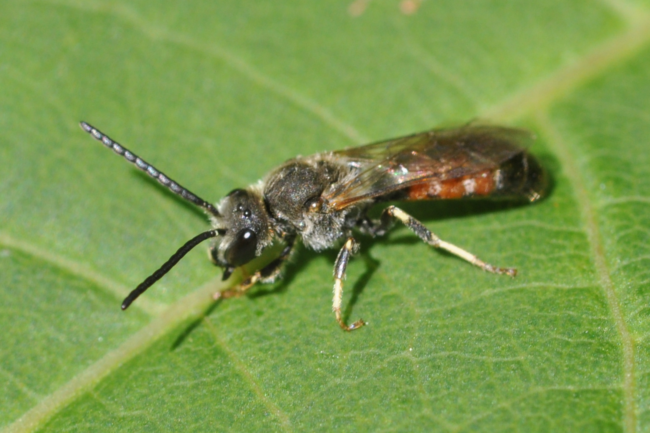 Gewöhnliche Schmalbiene