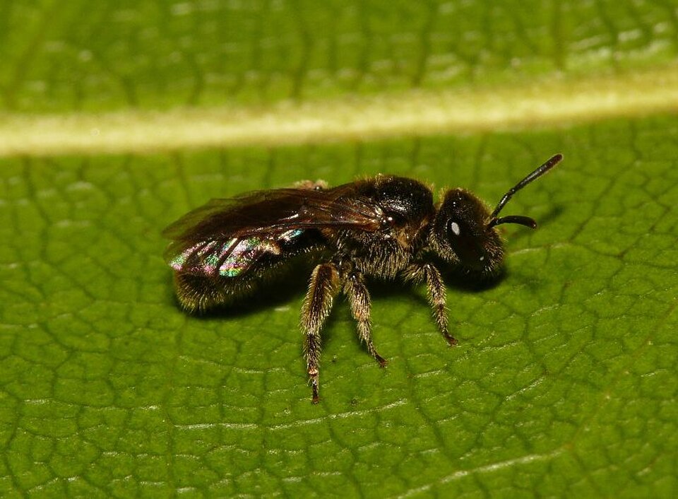 Breitkopf-Schmalbiene