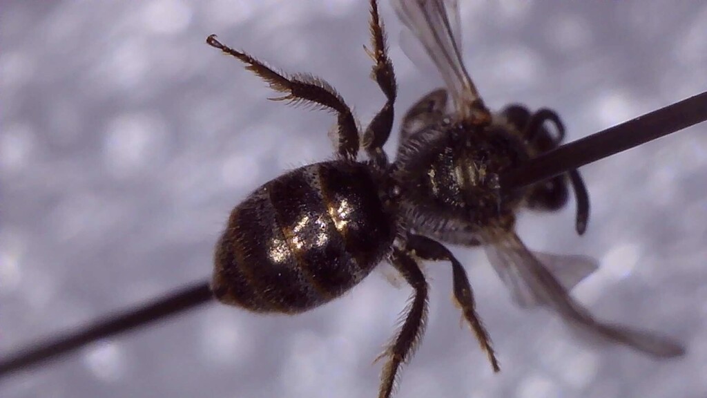 Dunkelgrüne Schmalbiene