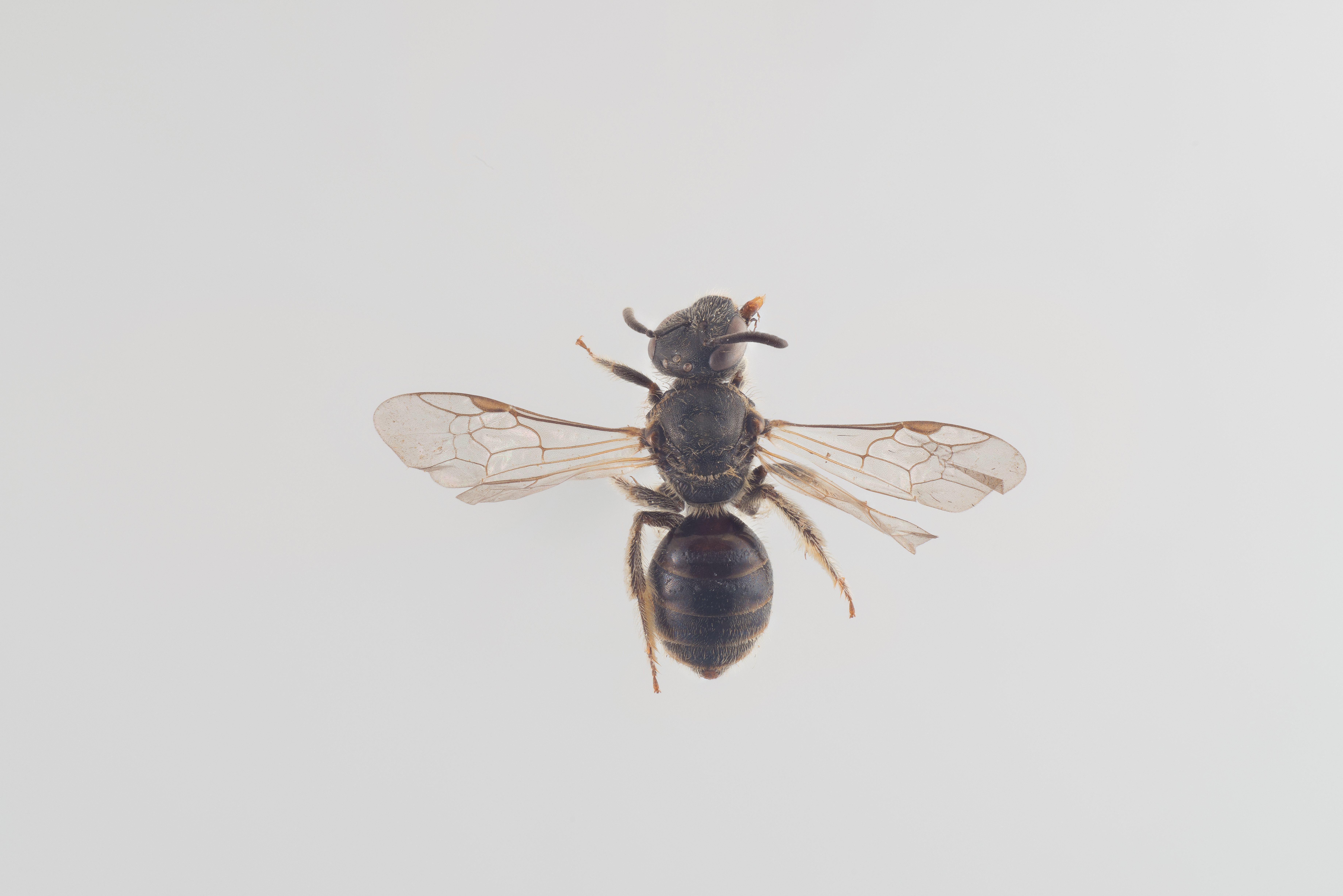Sechsstreifige Schmalbiene