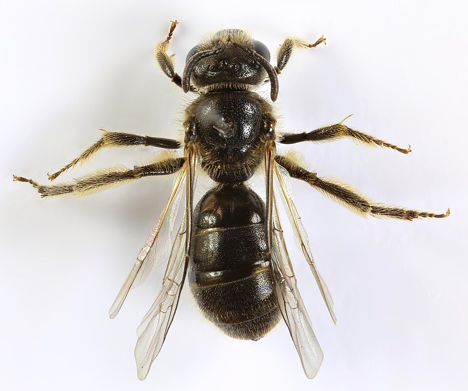 Zottige Schmalbiene
