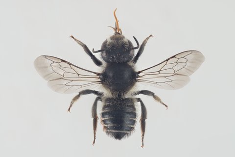 Kleine Blattschneiderbiene